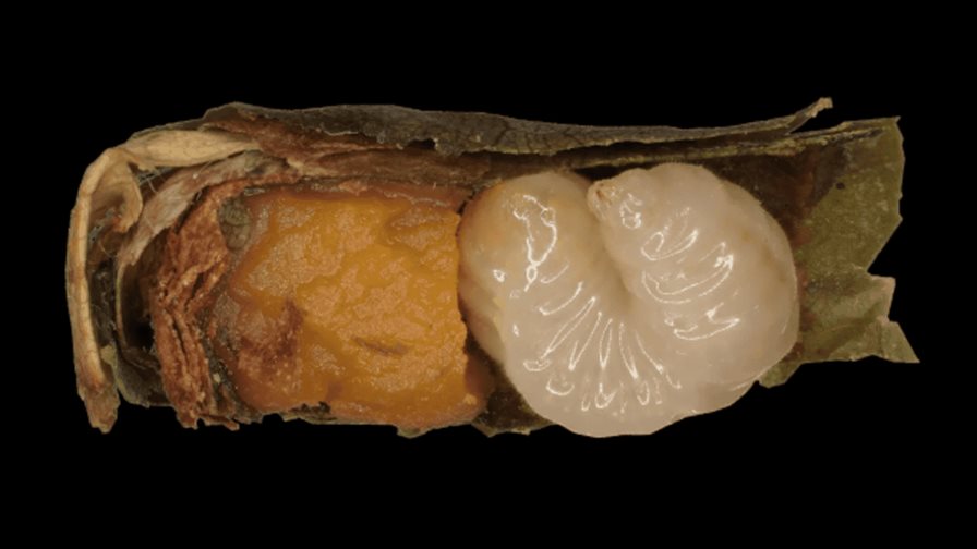 La falta de alimento acelera la metamorf&oacute;sis en las abejas