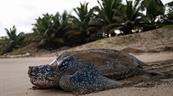 Fundaci&oacute;n Eco-Bah&iacute;a protege casi 5,000 nidos de tortuga marina en 2025 en RD