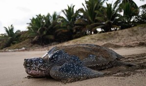 Fundaci&oacute;n Eco-Bah&iacute;a protege casi 5,000 nidos de tortuga marina en 2025 en RD