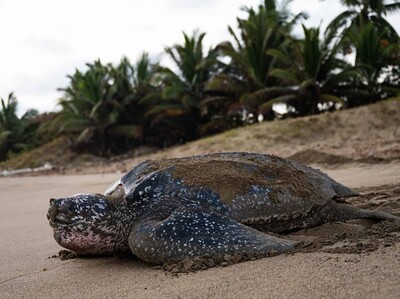 Eco-Bahía protege casi 5,000 nidos de tortuga marina en 2025 en RD