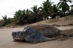 Fundación Eco-Bahía: un salvavidas para las tortugas marinas Fundación Eco-Bahía: un salvavidas para las tortugas marinas