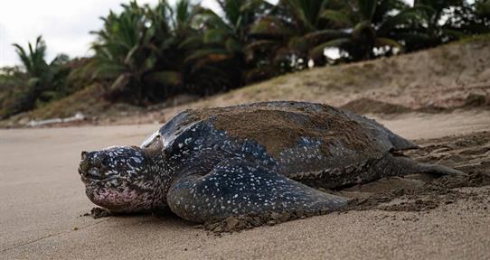 Fundaci&oacute;n Eco-Bah&iacute;a: un salvavidas para las tortugas marinas
