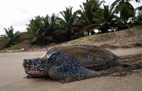 Fundaci&oacute;n Eco-Bah&iacute;a: un salvavidas para las tortugas marinas