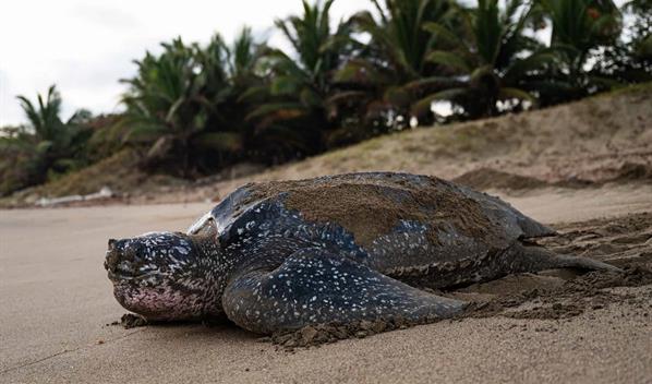 Fundaci&oacute;n Eco-Bah&iacute;a: un salvavidas para las tortugas marinas