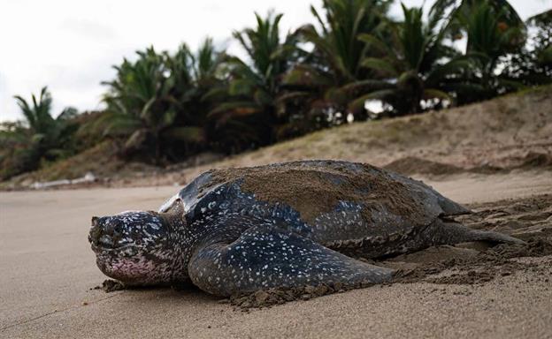 Fundaci&oacute;n Eco-Bah&iacute;a: un salvavidas para las tortugas marinas