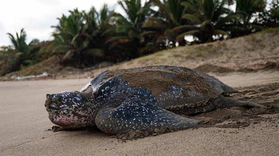 Fundaci&oacute;n Eco-Bah&iacute;a: un salvavidas para las tortugas marinas