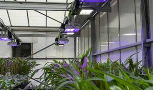 Plantas que respiran nitr&oacute;geno y tomates que resisten la sal, la agricultura del futuro