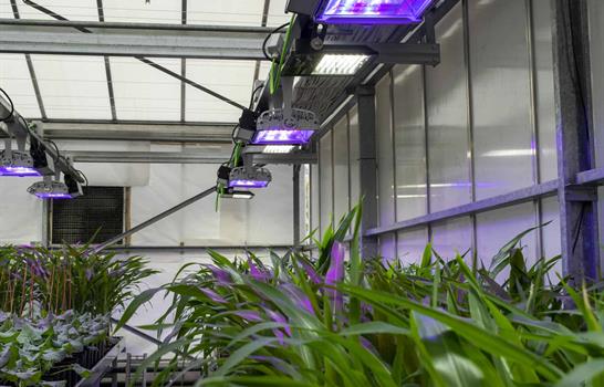 Plantas que respiran nitr&oacute;geno y tomates que resisten la sal, la agricultura del futuro