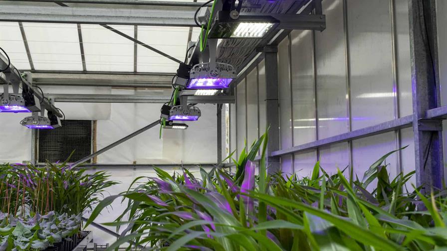 Plantas que respiran nitr&oacute;geno y tomates que resisten la sal, la agricultura del futuro