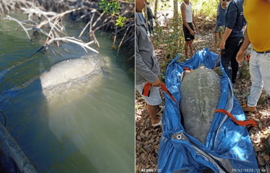 Descartan signos de pesca ilegal en manat&iacute; hallado muerto en Miches