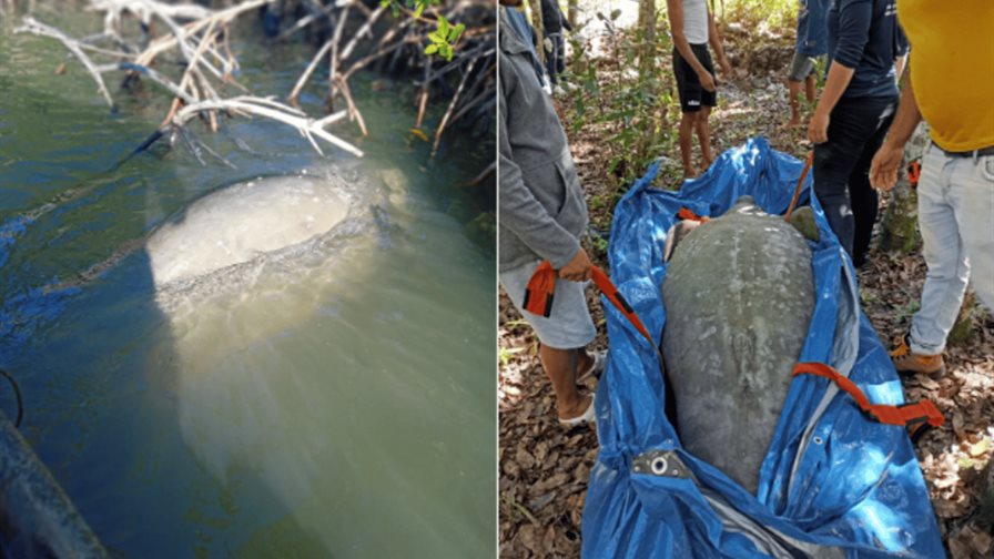 Descartan signos de pesca ilegal en manatí hallado muerto en Miches Descartan signos de pesca ilegal en manatí hallado muerto en Miches