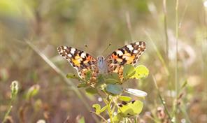 Descubren que las mariposas migran en direcciones opuestas en cada hemisferio, in&eacute;dito en insectos