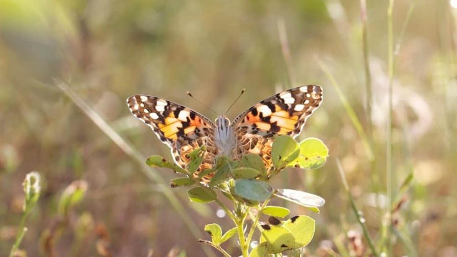 Descubren que las mariposas migran en direcciones opuestas en cada hemisferio, in&eacute;dito en insectos