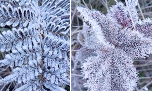 Valle Nuevo registra temperaturas extremas de hasta -7 grados celsius