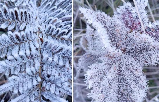 Valle Nuevo registra temperaturas extremas de hasta -7 grados celsius