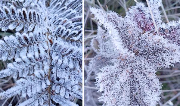 Valle Nuevo registra temperaturas extremas de hasta -7 grados celsius