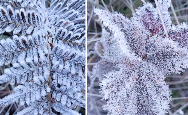 Valle Nuevo registra temperaturas extremas de hasta -7 grados celsius