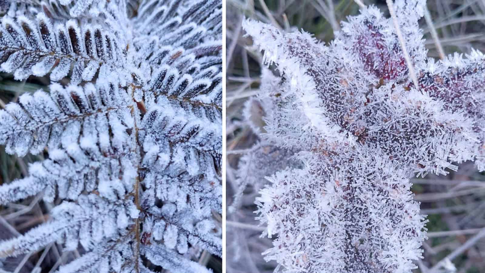 Temperaturas bajo cero en Valle Nuevo, Constanza - Diario Libre