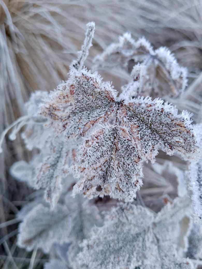 Planta con escarcha.