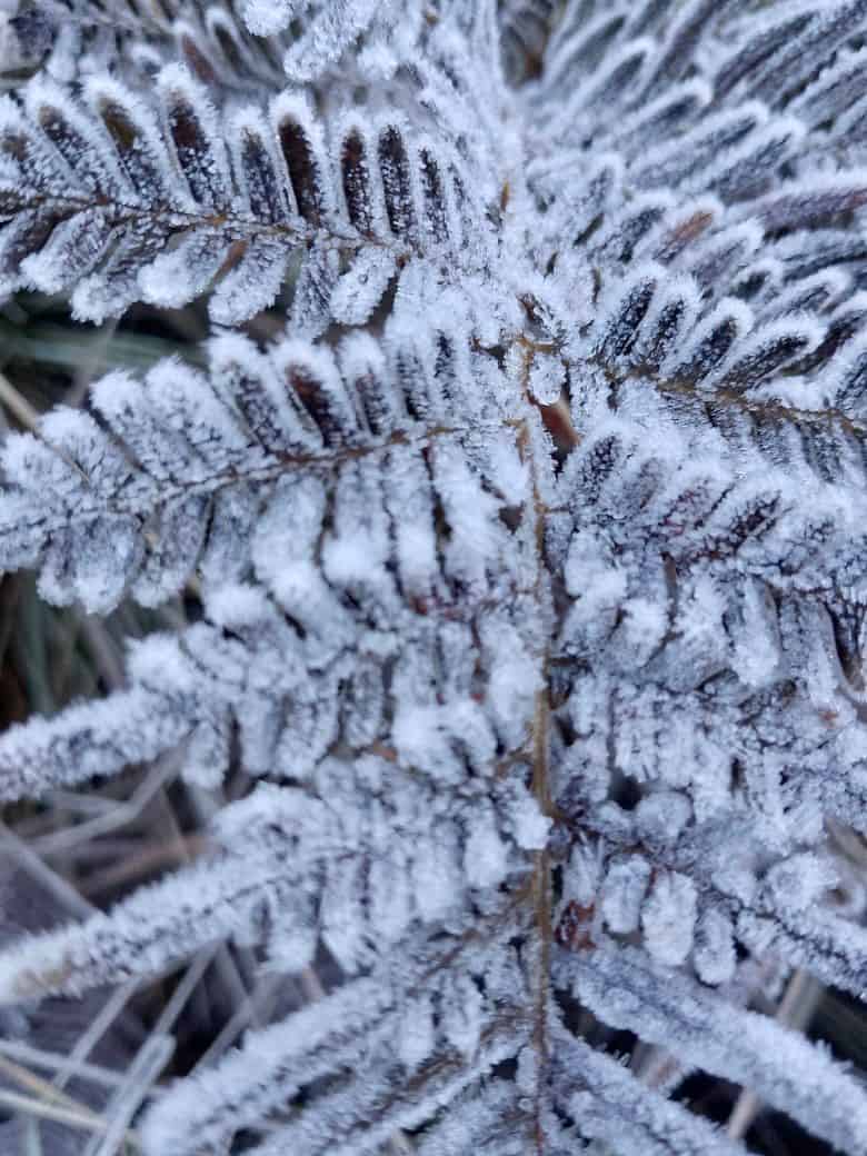 &Aacute;rbol congelado.