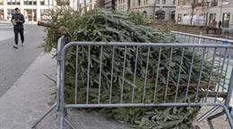Del sal&oacute;n a la trituradora: Nueva York recicla &aacute;rboles de Navidad para nutrir sus parques