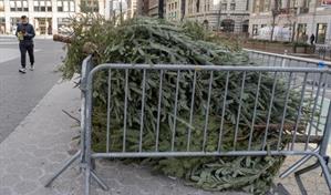 Del sal&oacute;n a la trituradora: Nueva York recicla &aacute;rboles de Navidad para nutrir sus parques