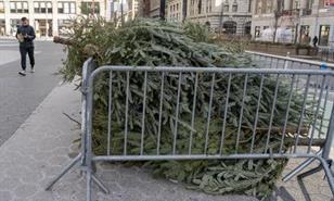 Del sal&oacute;n a la trituradora: Nueva York recicla &aacute;rboles de Navidad para nutrir sus parques