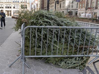 Compostaje de árboles Navidad en Nueva York: una tradición sostenible