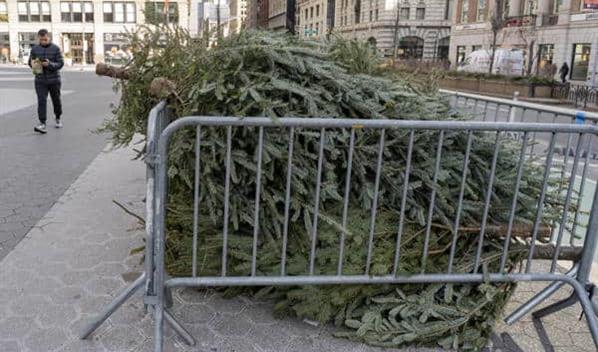 Del sal&oacute;n a la trituradora: Nueva York recicla &aacute;rboles de Navidad para nutrir sus parques