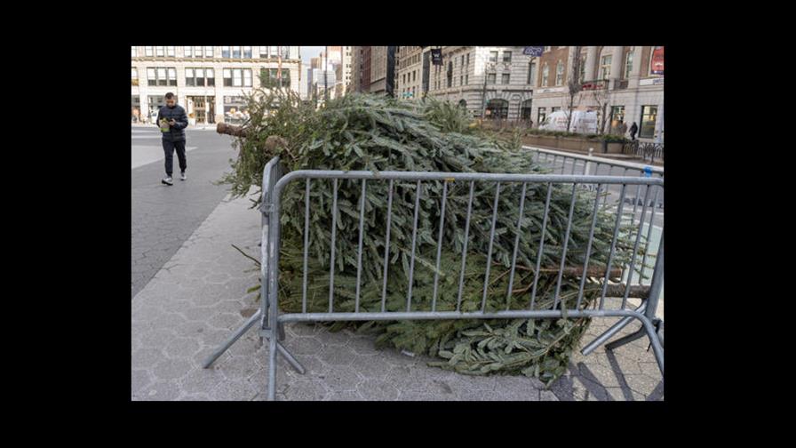 Del sal&oacute;n a la trituradora: Nueva York recicla &aacute;rboles de Navidad para nutrir sus parques