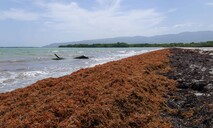 Destinar&aacute;n US$6.3 millones al financiamiento de proyectos de sargazo en RD