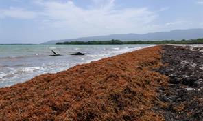 Estiman presencia del sargazo a finales de enero en regi&oacute;n del Caribe