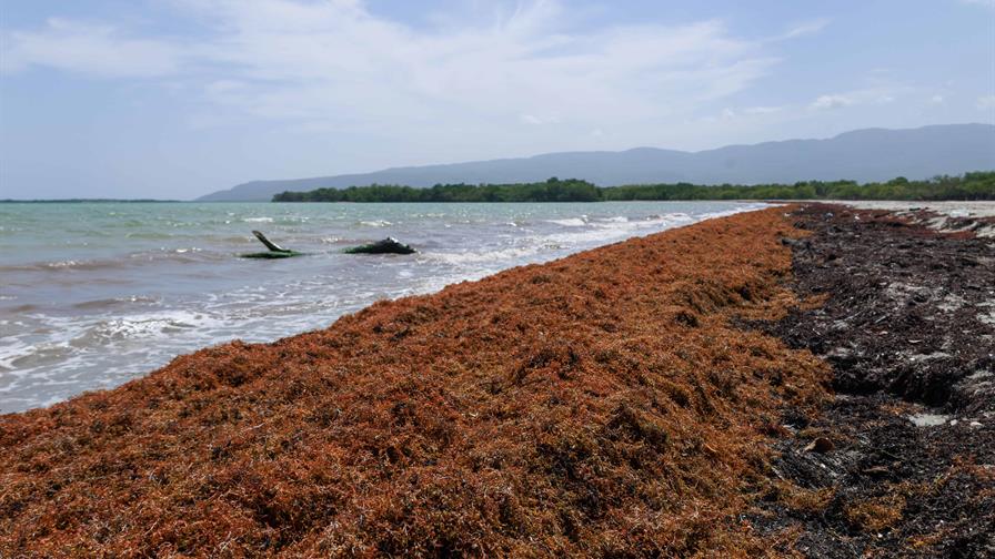 Estiman presencia del sargazo a finales de enero en regi&oacute;n del Caribe