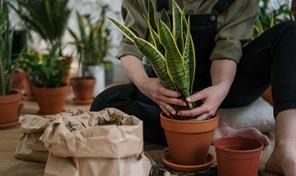 Cinco plantas asociadas a la buena suerte y la prosperidad para cultivar en este 2026