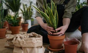 Cinco plantas asociadas a la buena suerte y la prosperidad para cultivar en este 2026