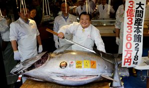 At&uacute;n alcanza precio r&eacute;cord de 3,1 millones de d&oacute;lares en primera subasta del a&ntilde;o en Tokio