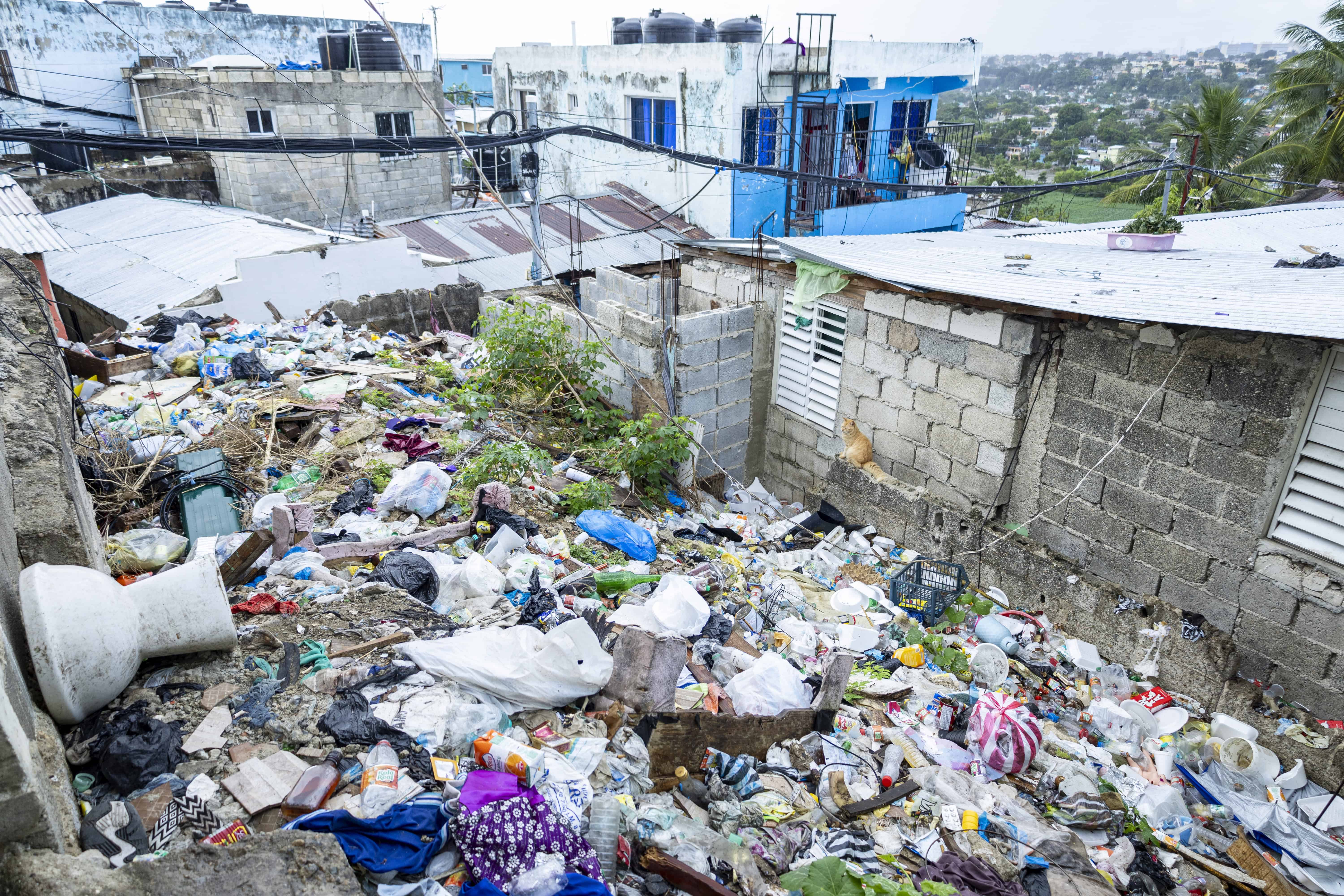 Ratones, culebras y cucharachas se reproducen en los escombros.