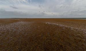 El sargazo cambia de mapa en el Atl&aacute;ntico: crece hacia el Caribe y cae en mar de los Sargazos