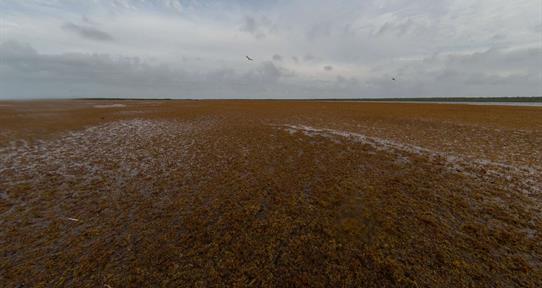 El sargazo cambia de mapa en el Atl&aacute;ntico: crece hacia el Caribe y cae en mar de los Sargazos