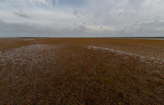 El sargazo cambia de mapa en el Atl&aacute;ntico: crece hacia el Caribe y cae en mar de los Sargazos
