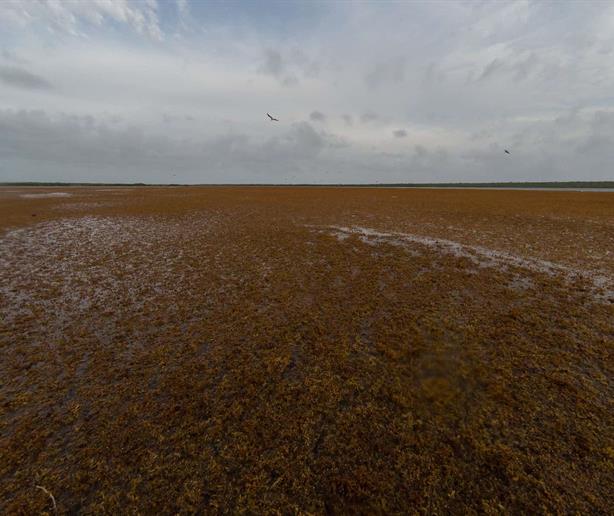El sargazo cambia de mapa en el Atl&aacute;ntico: crece hacia el Caribe y cae en mar de los Sargazos