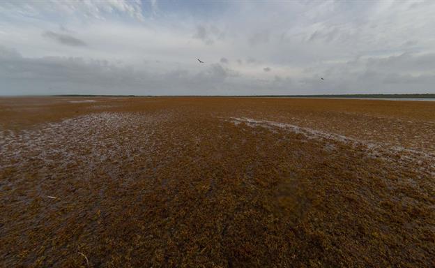 El sargazo cambia de mapa en el Atl&aacute;ntico: crece hacia el Caribe y cae en mar de los Sargazos