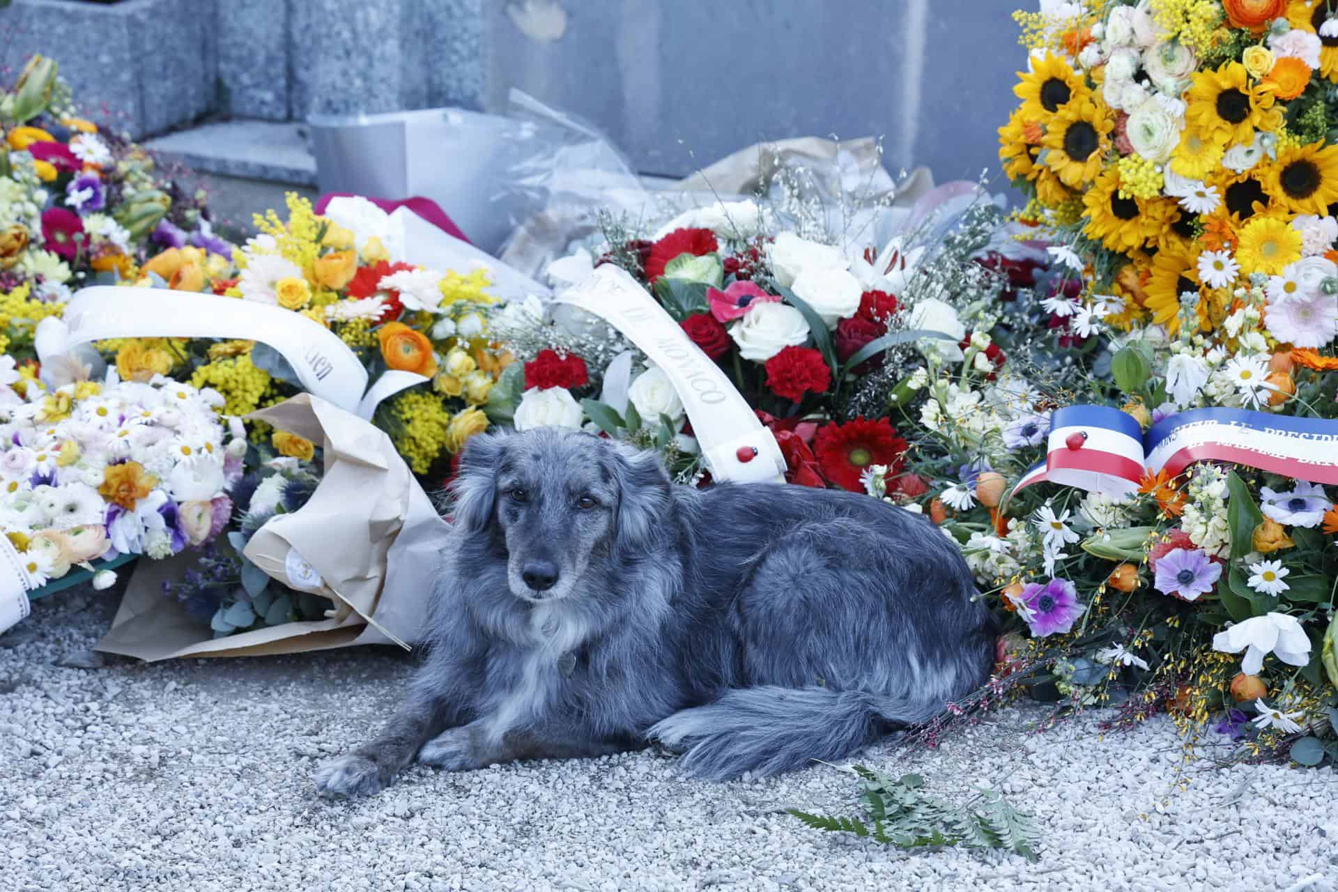 Un perro y coronas de flores se observan junto a la tumba de Brigitte Bardot, ex actriz francesa, tras su funeral en Saint-Tropez, Francia, el 7 de enero de 2026. La legendaria figura del cine francés y activista por los derechos de los animales, Brigitte Bardot, falleció a los 91 años, según anunció su fundación el 28 de diciembre de 2025.<br>