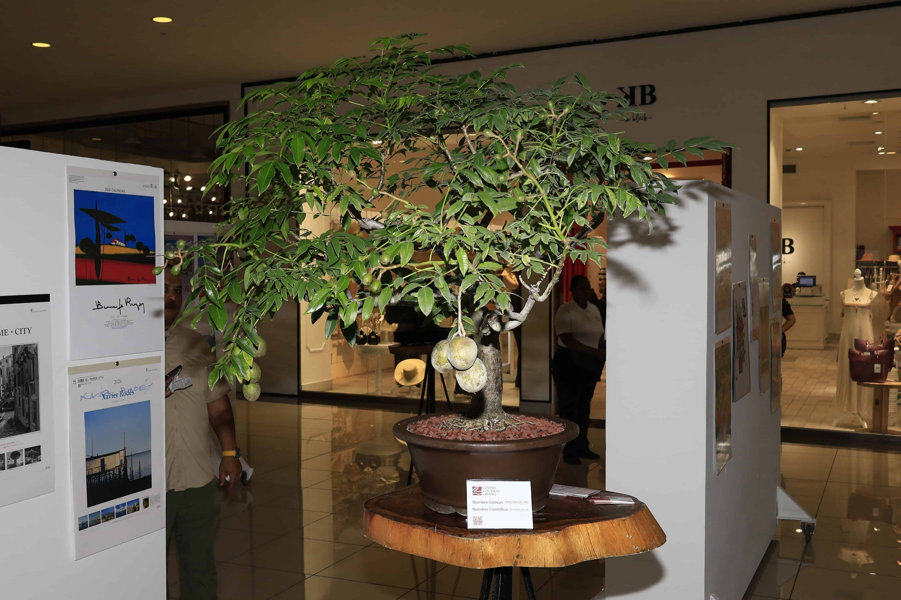 La muestra incluy&oacute; arte Bons&aacute;i y Suiseki.