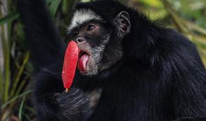Los animales del zool&oacute;gico de R&iacute;o de Janeiro reciben helados en un d&iacute;a con calor r&eacute;cord