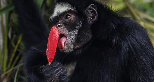 Los animales del zool&oacute;gico de R&iacute;o de Janeiro reciben helados en un d&iacute;a con calor r&eacute;cord
