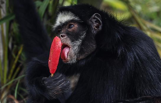 Los animales del zool&oacute;gico de R&iacute;o de Janeiro reciben helados en un d&iacute;a con calor r&eacute;cord
