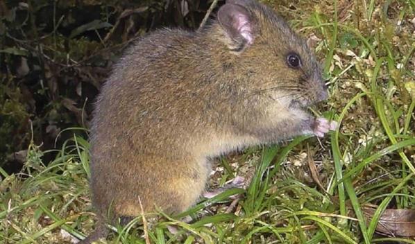 Describen nueva especie de roedor en Ecuador y la bautizan en honor a guerrero amaz&oacute;nico