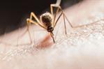 Por qu&eacute; los mosquitos siempre te pican a ti, seg&uacute;n estudios cient&iacute;ficos