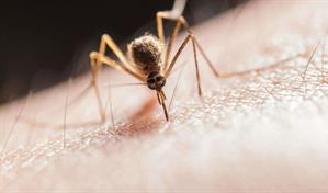 Por qu&eacute; los mosquitos siempre te pican a ti, seg&uacute;n estudios cient&iacute;ficos